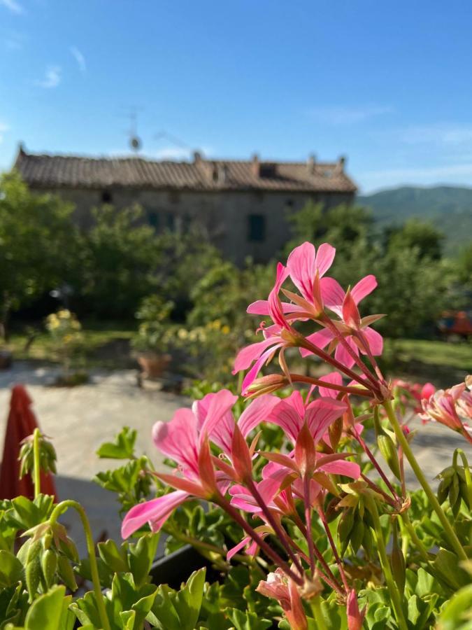 Agriturismo La Via Dell'Oliviera Ciciano Экстерьер фото